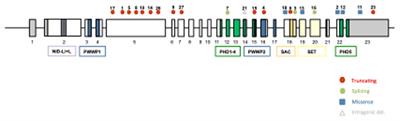 Beyond the known phenotype of sotos syndrome: a 31-individuals cohort study